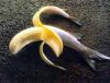 bananafish's Avatar
