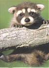 RockyRaccoon's Avatar